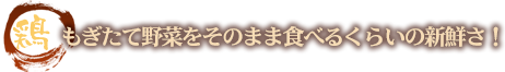 鶏 もぎたて野菜をそのまま食べるくらいの新鮮さ！